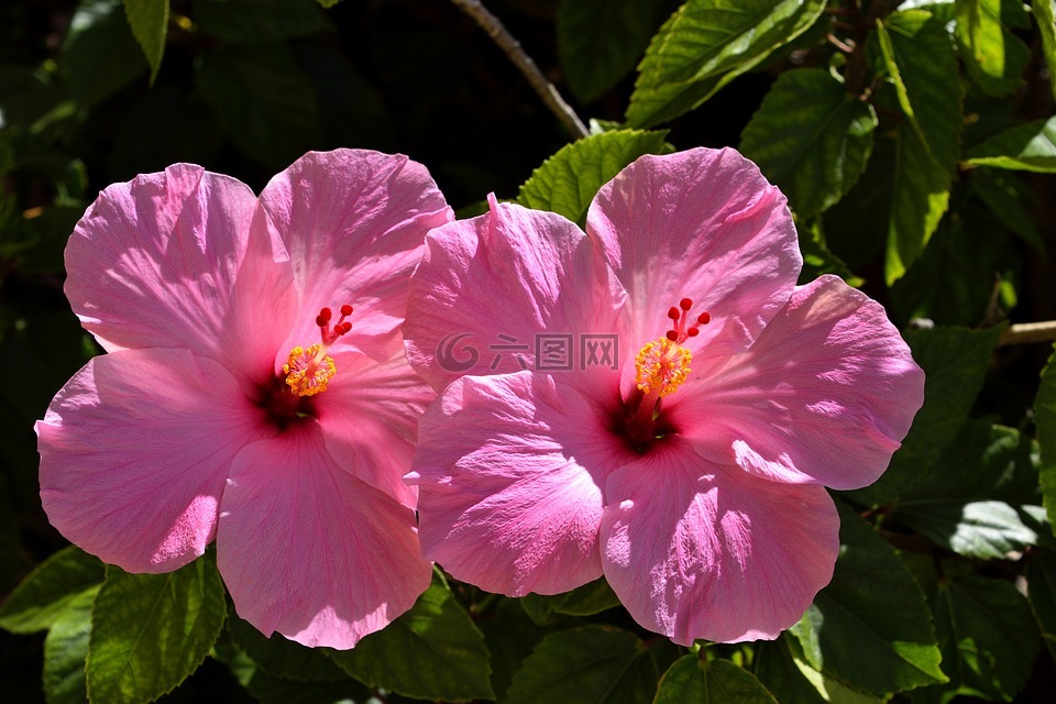 粉红色的芙蓉,花,花的