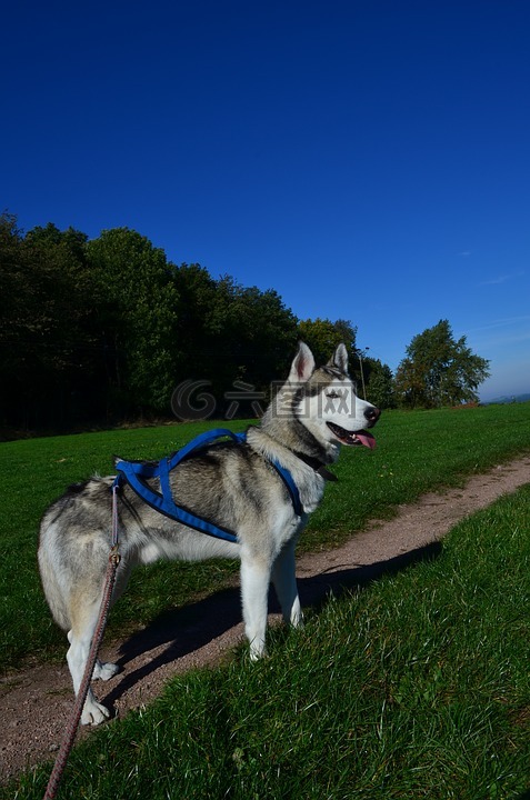 赫斯基,雪橇狗,西伯利亚雪橇犬