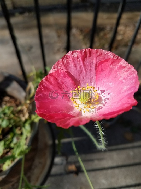 粉红色的罂粟花,花,加州罂粟