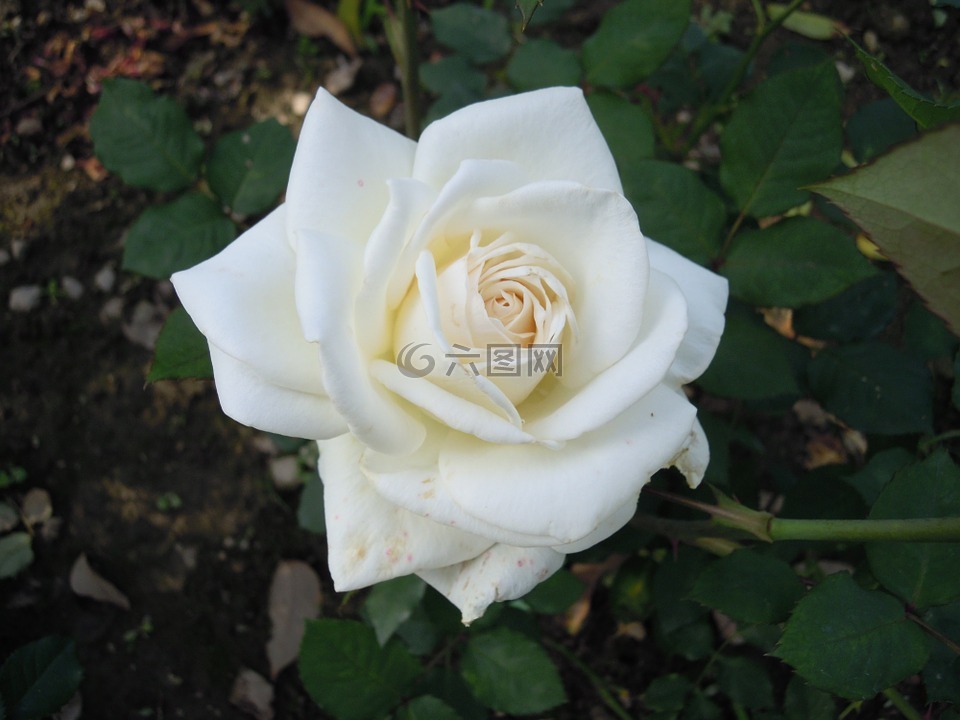 白色,玫瑰,rose