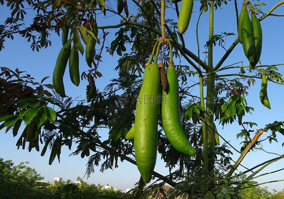 木棉,pod,塞瓦