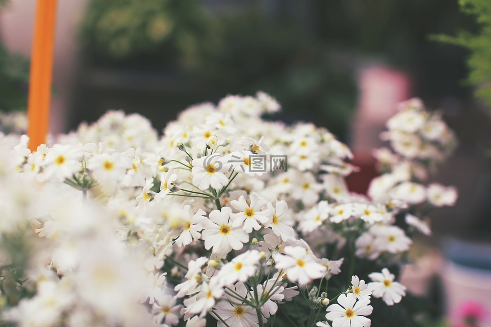 鲜花,白色,白