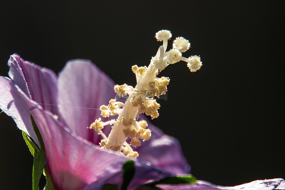 粉红色的芙蓉,花卉,颜色