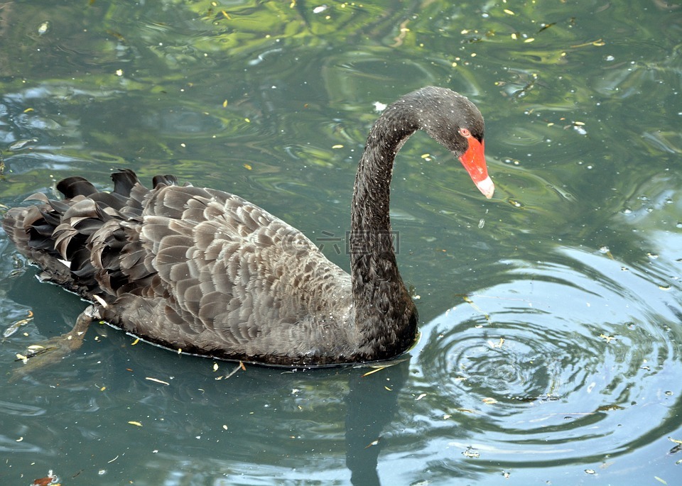 黑天鹅,长长的脖子,池