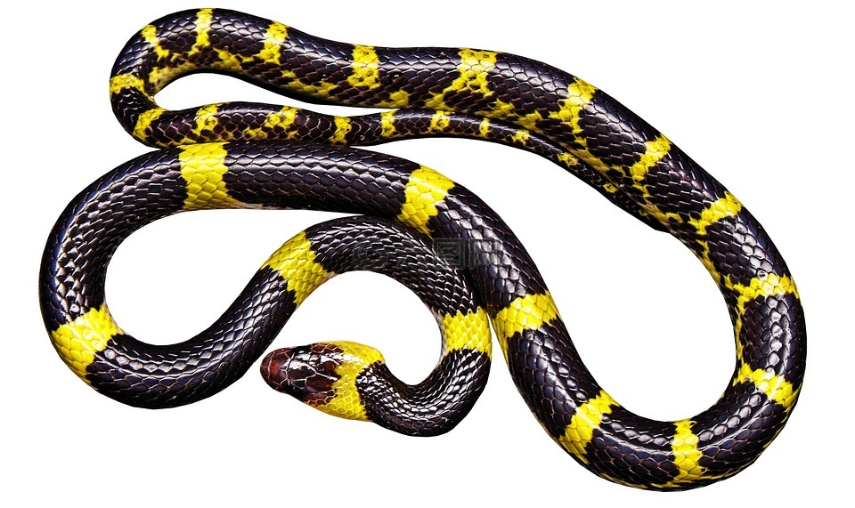 蛇,黑黄色,无毒