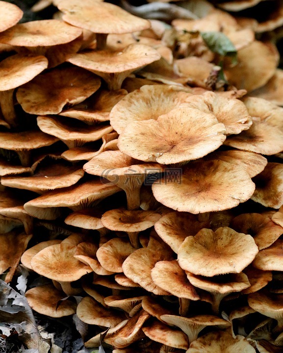 蘑菇,野生,新泽西州