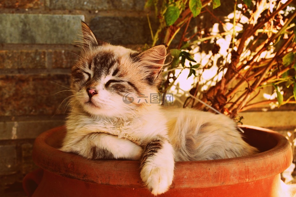 小猫在一个锅里睡着了,美丽的猫睡着了,宠物的肖像