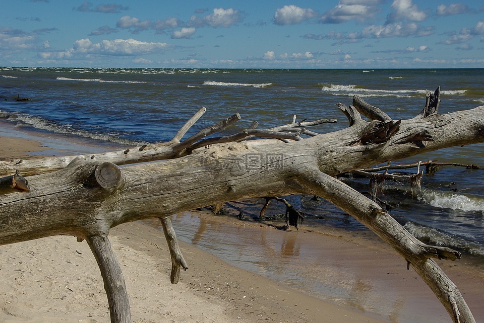 波罗的海,拉脱维亚,浮木