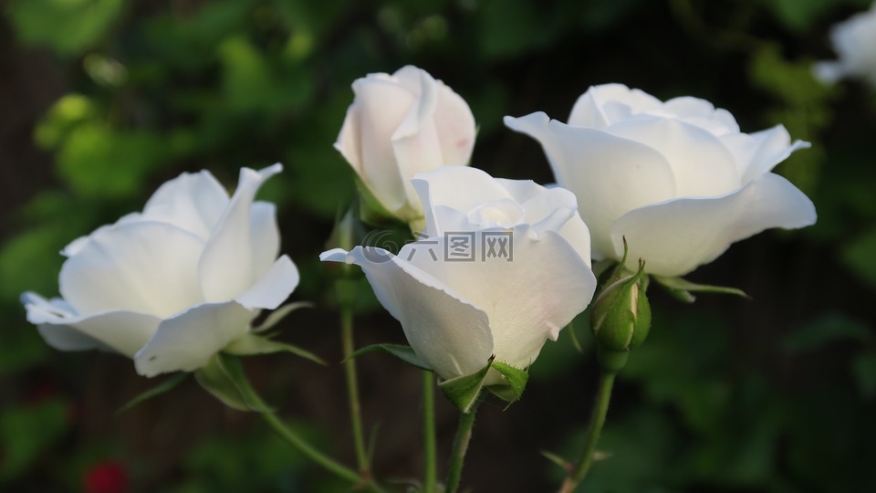 玫瑰,白,白玫瑰