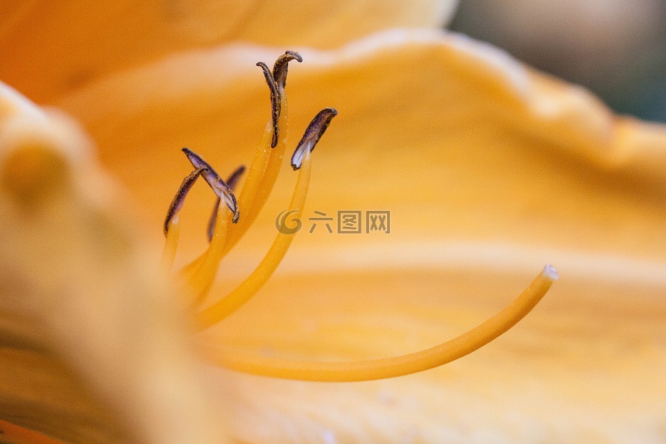 黄花菜,萱草,黄花菜花