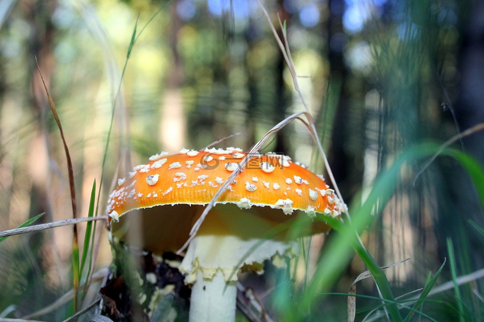 飞木耳红,有毒的蘑菇,森林