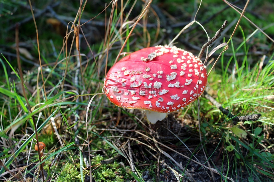 飞木耳红,有毒的蘑菇,秋