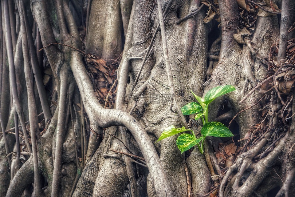 绿萝巴甘阿勒姆皇,植物,绿萝