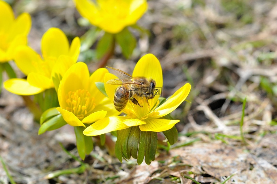冬季林格,蜜蜂,昆虫