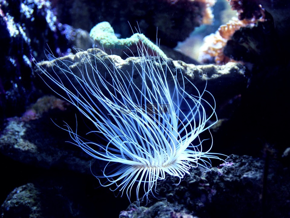 珊瑚,海底,海洋高清图库素材免费下载(图片编号:7629847)-六图网