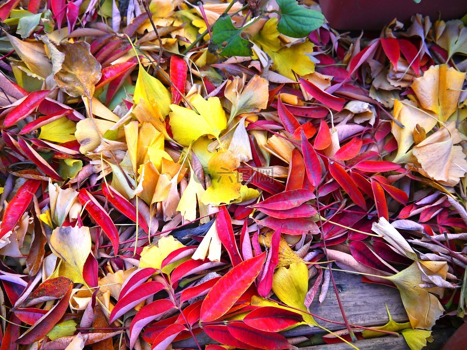 秋季树叶,黄叶,红色
