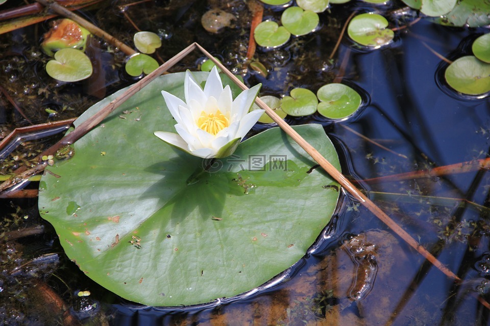 湖玫瑰,水,光