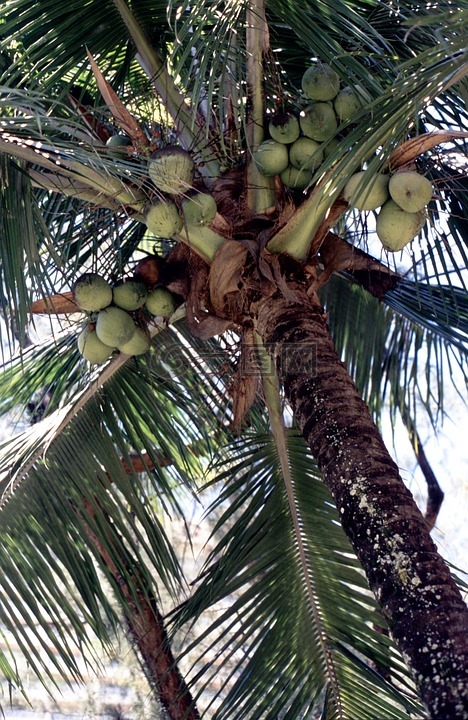 棕榈,椰子,椰子树