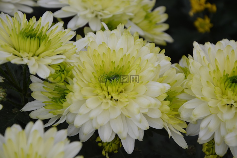 鲜花，白色菊花,性质,杜桑