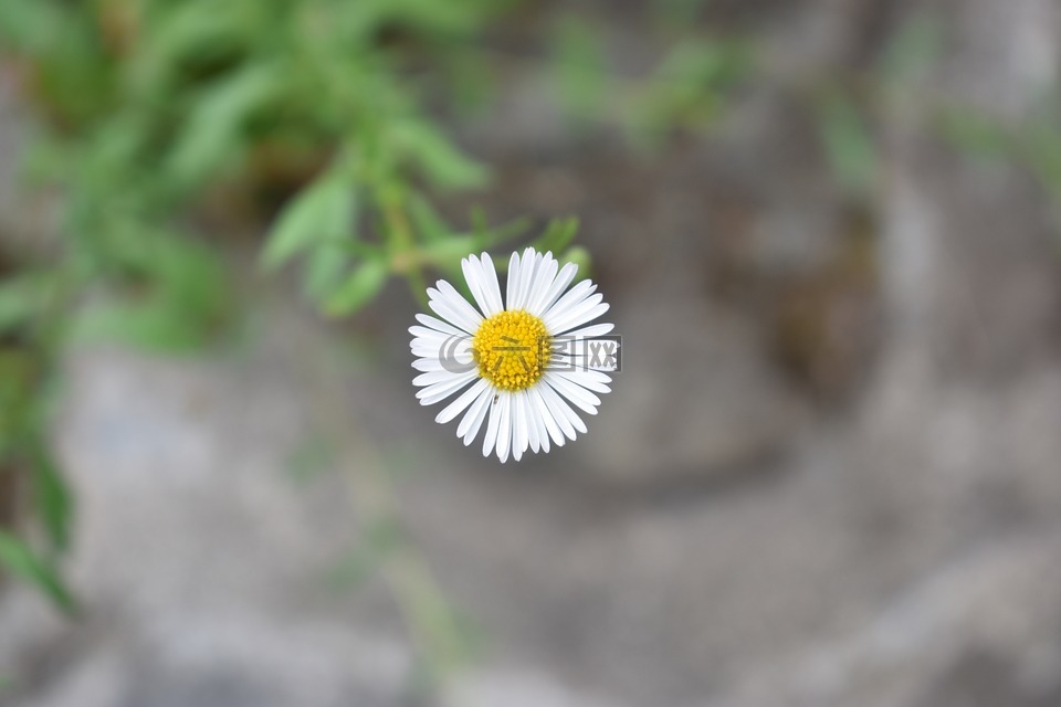 洁白的花朵,野生花卉,花