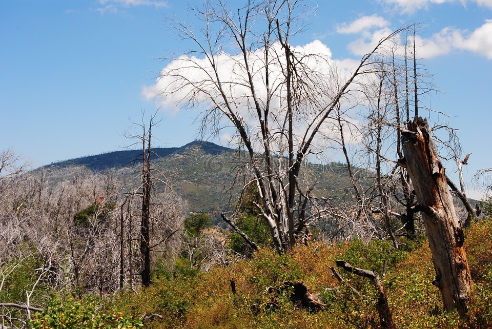 森林火灾,枯树,圣地亚哥