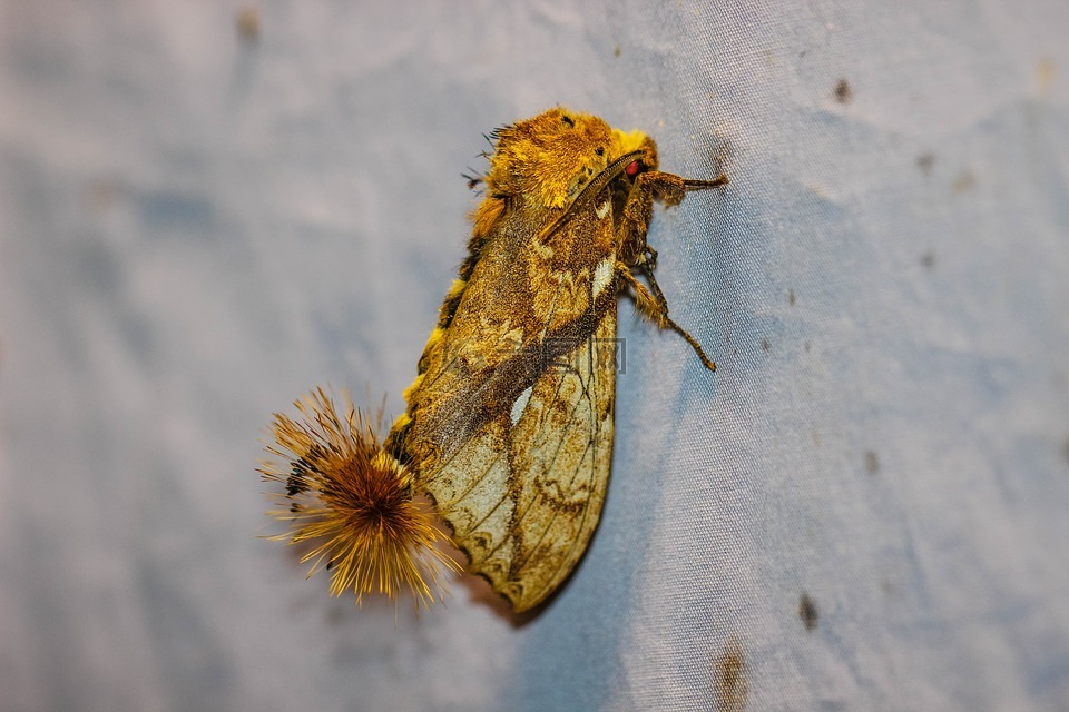 蝴蝶的夜晚,中。 dudusa synopla,黄notodontidae