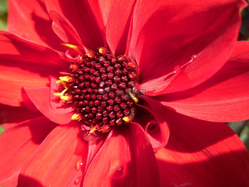 红色大丽花,别墅花园,夏季