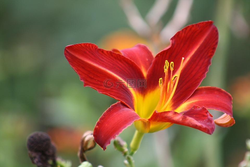 威斯利花园,兰花,花