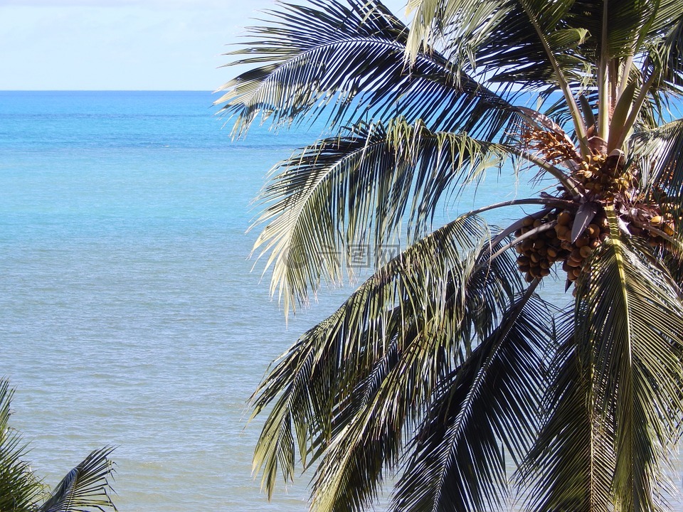 海滩,椰子树,滨海