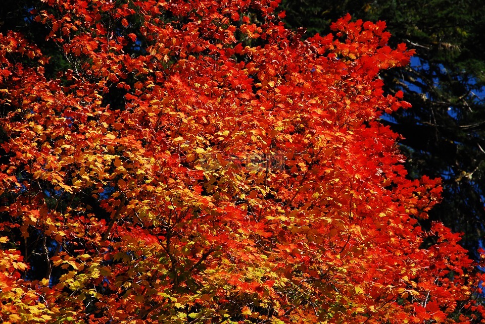 秋天,秋天树叶,橙色