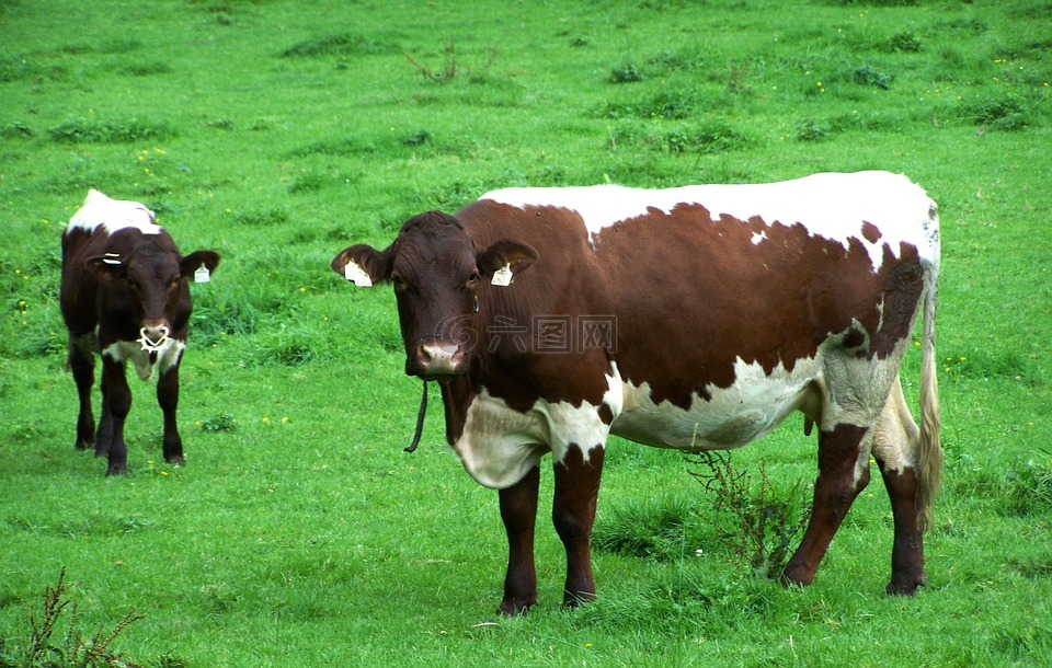 母牛,小牛,牧场