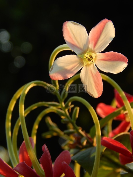 花,盛开,里