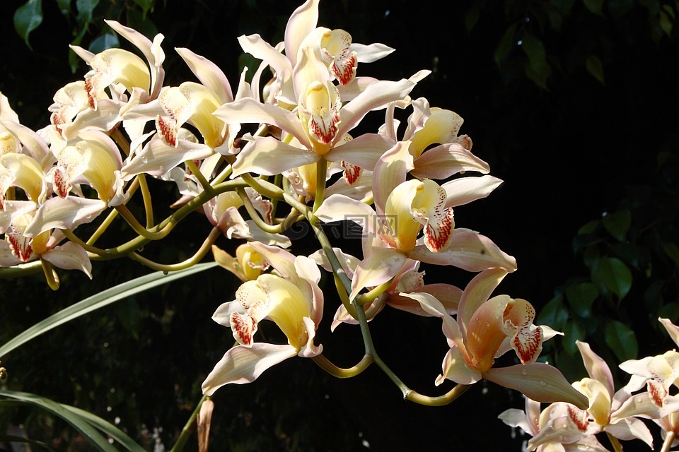 花卉,orquidea,安排