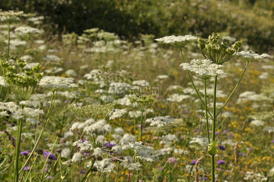 野花,hogweed,杂草