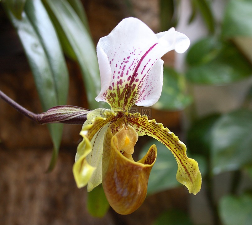 春,orquidea,花卉