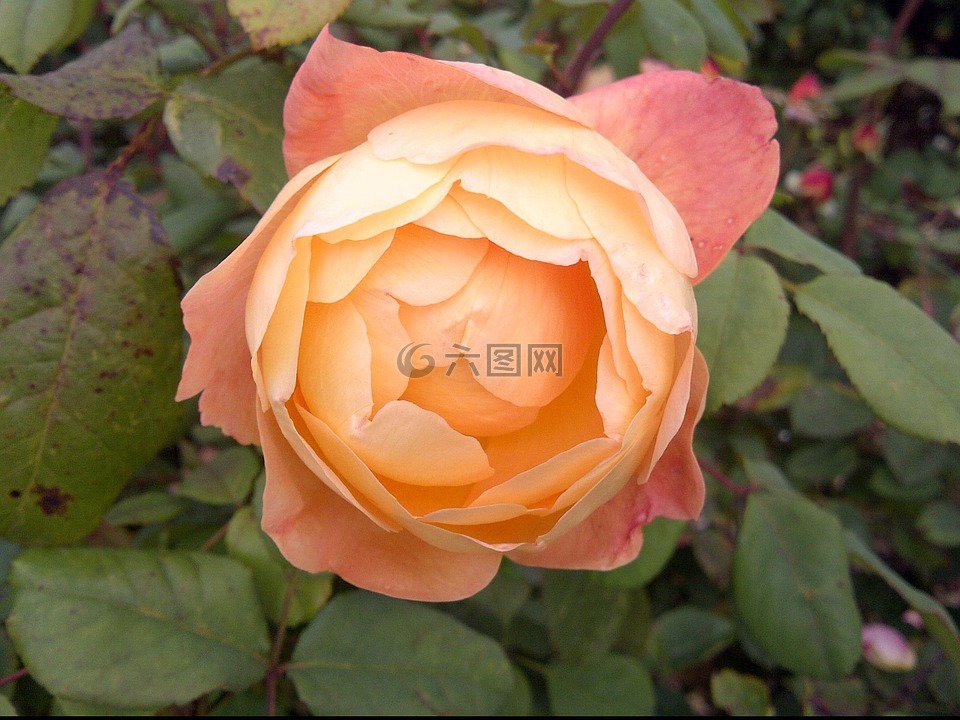 玫瑰 花 蜜桃色高清图库素材免费下载 图片编号 六图网