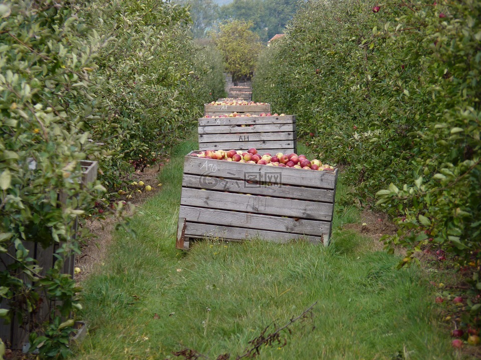 收获,苹果,种植园