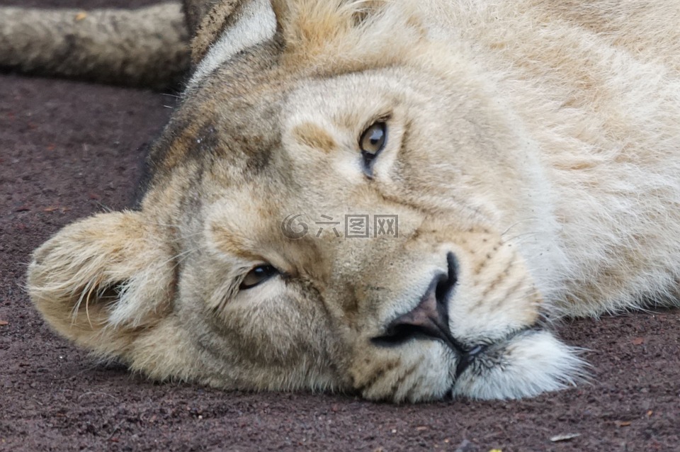母狮,休息,食肉动物