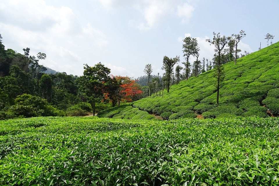 茶花园,茶,植物