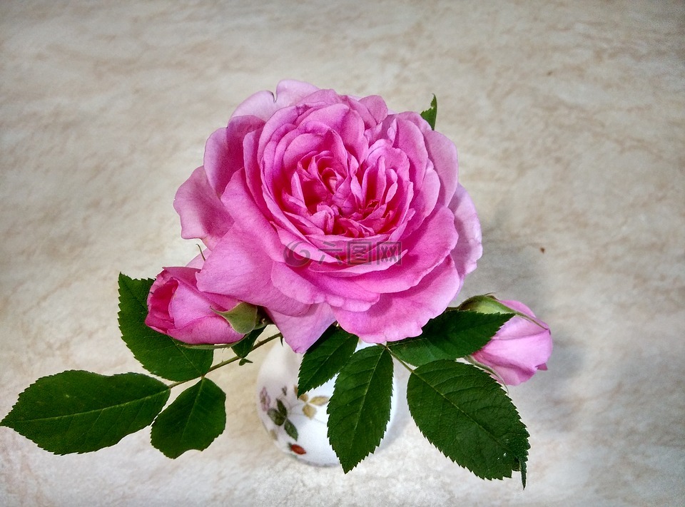格特鲁德杰克,玫瑰,鲜花