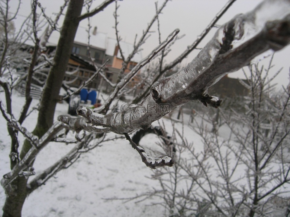 树,似雪,一月