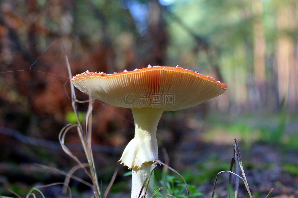 飞木耳红,有毒的蘑菇,秋