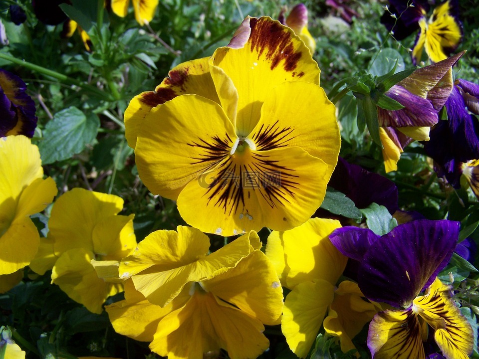潘茜,黄色花,花园