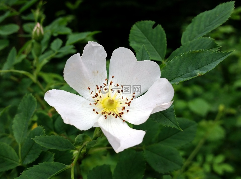 野生玫瑰,花,玫瑰果