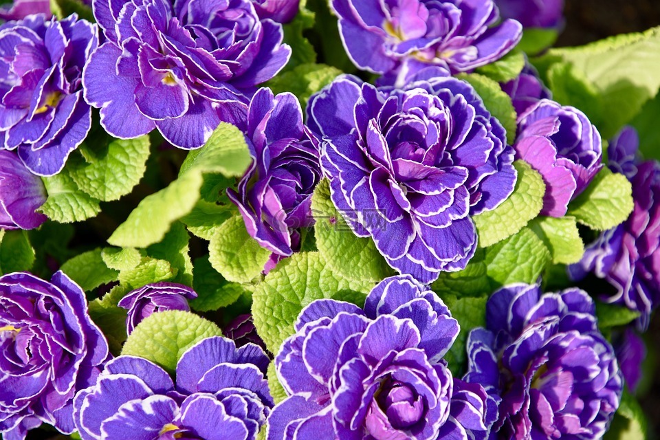 春天,紫色的小花,报春花
