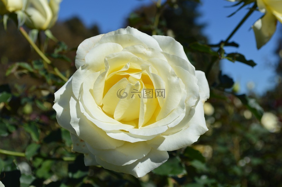 白玫瑰,特写,花