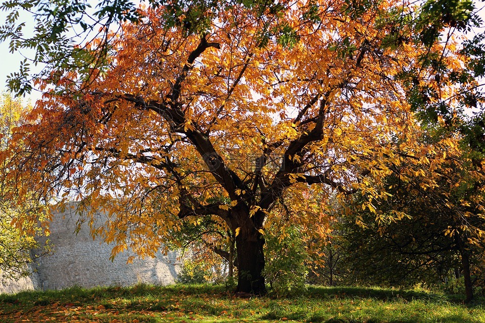 秋季,树,牧歌