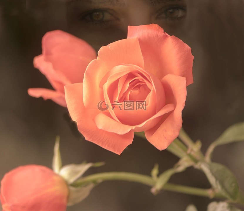 双重曝光,玫瑰,杏