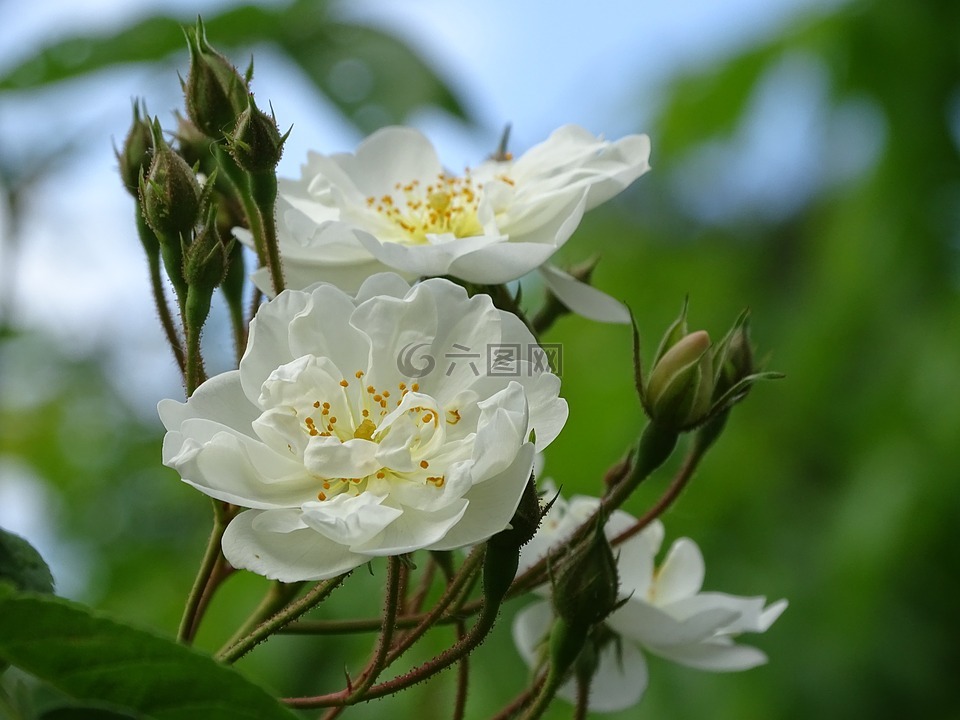鲍比 詹姆斯,白玫瑰,藤本月季