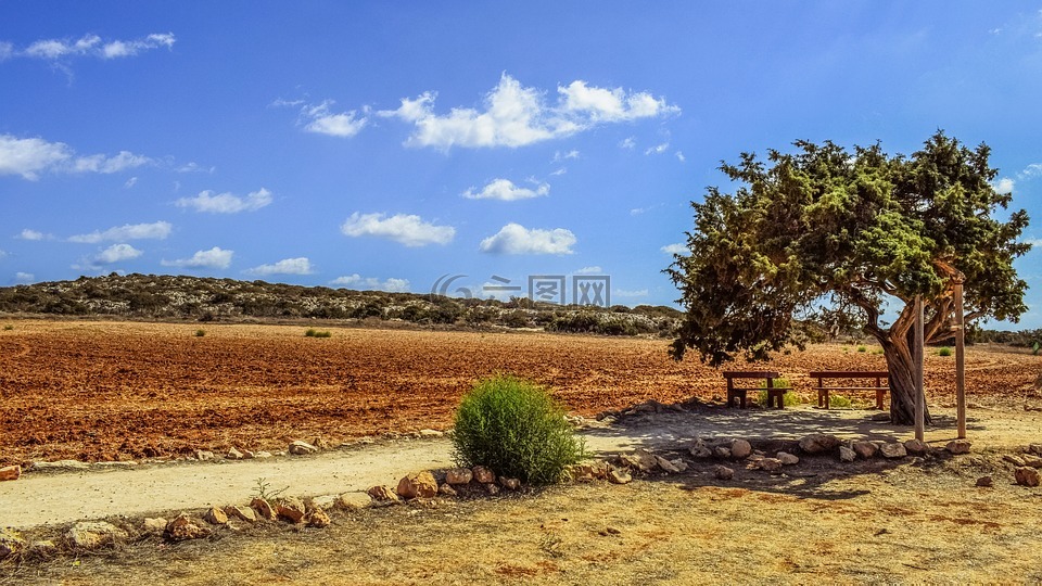 塞浦路斯,卡沃 greko,树